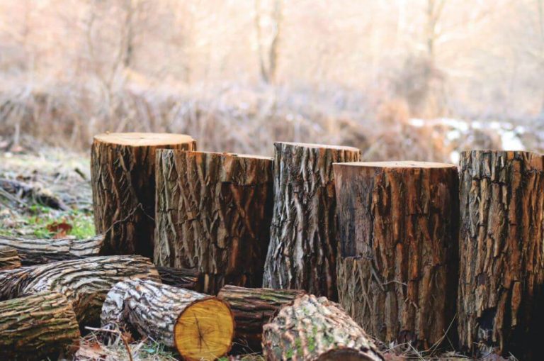 lined up tree stumps