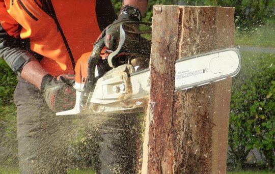 sawing tree stump