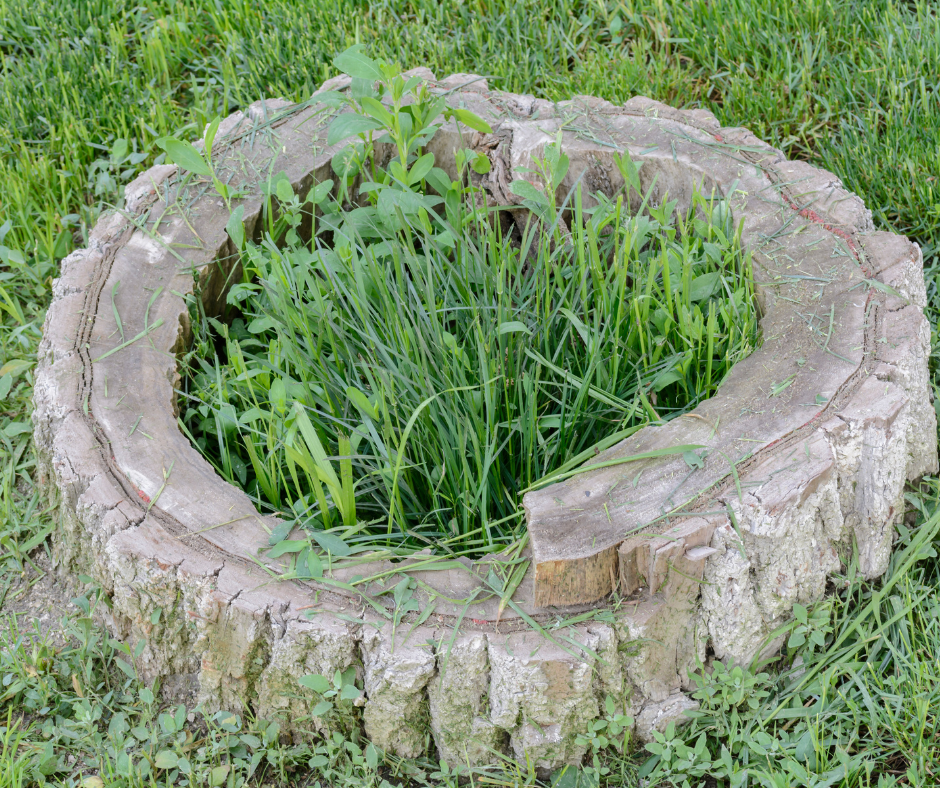 Stump Care A Guide to Proper Maintenance and Treatment