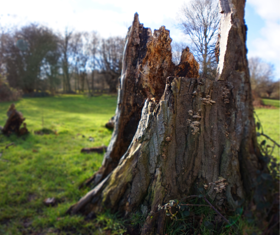 Tree Stump Removal Best Practices